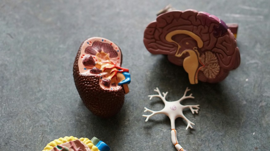 3D Toy Model of a Kidney and Brain