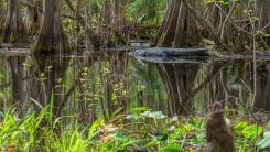 Alligator in a Swamp