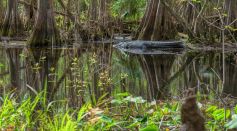 Alligator in a Swamp