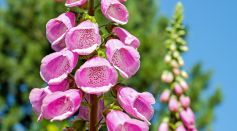 Are Foxgloves Truly Deadly or Just a Myth? Unveiling the Enigmatic Wildflower with Medicinal and Poisonous Secrets