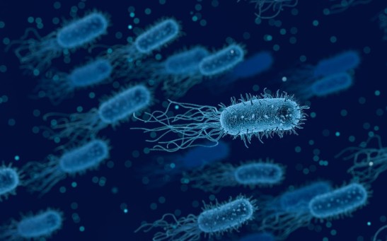 bacteria