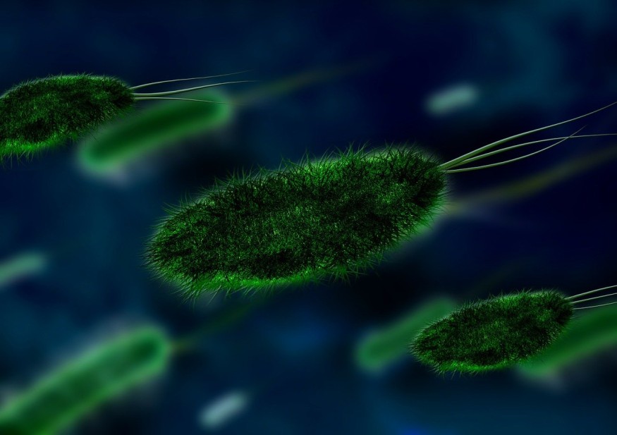 Bacteria