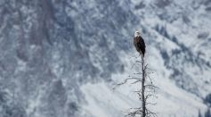 bald eagle on tree