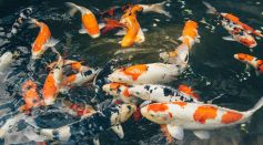 Benjamin Hayt Discusses Environmental Stability and Its Role in Competitive 