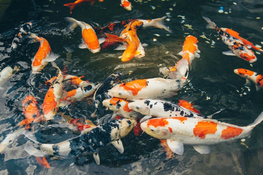 Benjamin Hayt Discusses Environmental Stability and Its Role in Competitive 