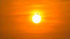 Bird Flying in Front of the Sun