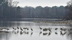 birds