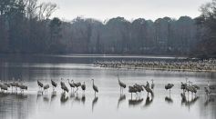 birds