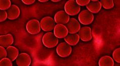 Blood