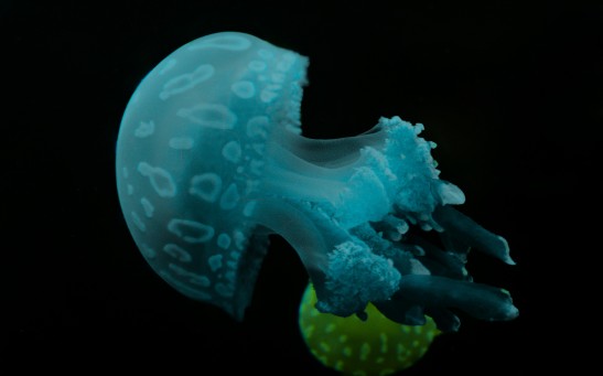 Blue Jellyfish