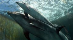 Bottlenose Dolphins
