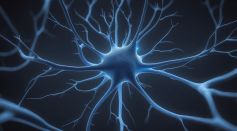Brain