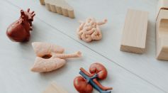 Close-Up Photo of Toy Body Parts