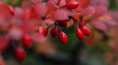Close-up of Red Barberry Berries in Fall