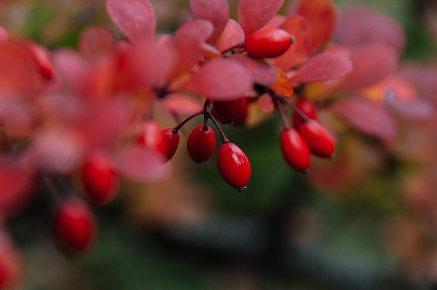 Close-up of Red Barberry Berries in Fall