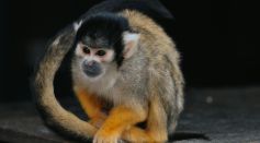 Close-Up Shot of a Monkey