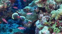 Coral Reef