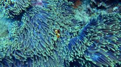 Coral Reef