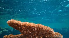 coral reef