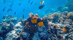 coral reef
