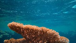 coral reef
