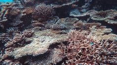 Coral Reefs