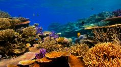 Coral Reefs