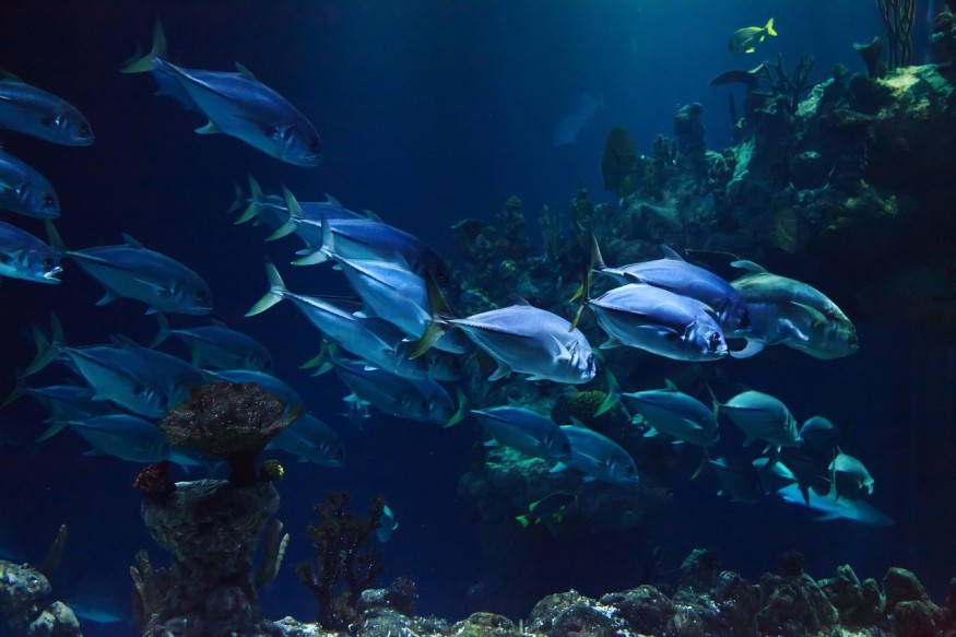 Deep Sea