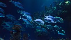 Deep Sea