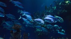 Deep Sea