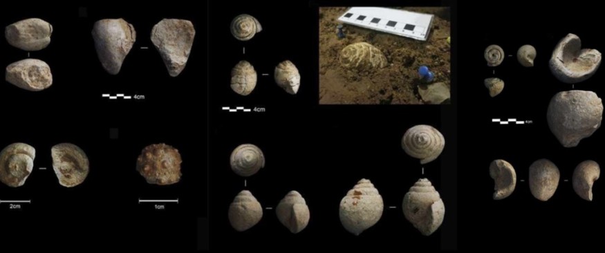 Did Neanderthals Exhibit Abstract Thinking? New Fossil Study Thinks So