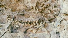 Dinosaur Fossil 