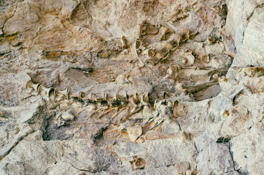 Dinosaur Fossil 