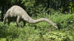 dinosaur 