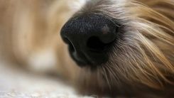dog nose
