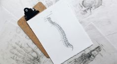 Drawing of Spinal Cord