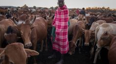Drop In Wildlife Tourism Dents Conservation Funding In Kenya