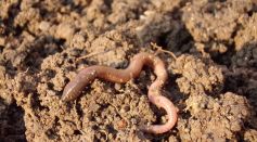 Earthworm