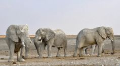 elephants