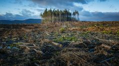 Forest Destruction