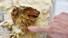 FRANCE-SCIENCE-PALEONTHOLOGY-FOSSIL