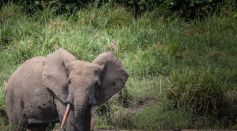 GABON-ENVIRONMENT-ANIMALS-FEATURE