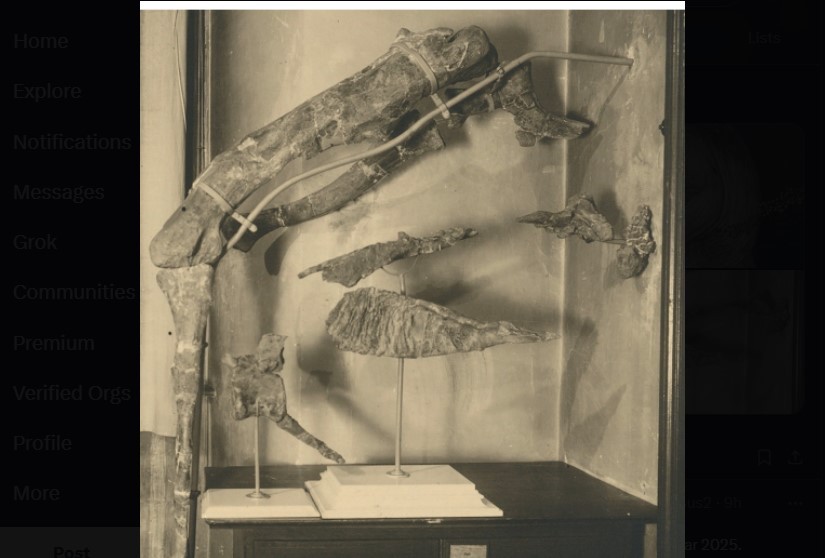 Giant Horned Dinosaur Tameryraptor Markgrafi Identified from WWII Lost Fossils