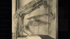 Giant Horned Dinosaur Tameryraptor Markgrafi Identified from WWII Lost Fossils
