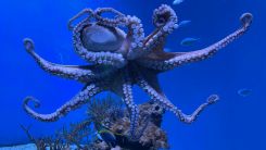 giant octopus
