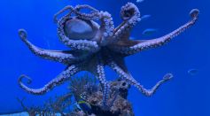 giant octopus