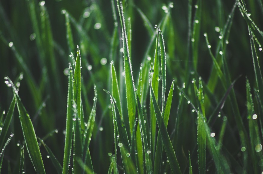 Grass