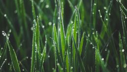 Grass