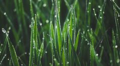 Grass