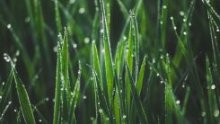 Grass